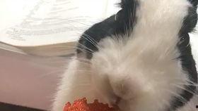 吃瓜娱乐喵喵酱